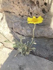 Tetraneuris argentea