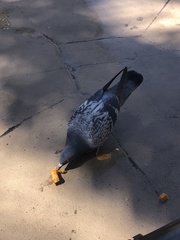 Columba livia