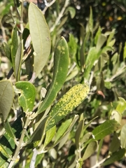 Plerochila australis