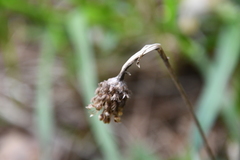 Centaurea jacea