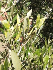 Plerochila australis