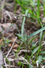 Centaurea jacea