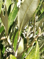 Plerochila australis