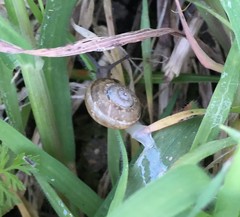 Gastropoda