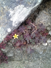 Oxalis corniculata repens