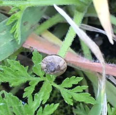 Gastropoda