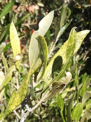 Plerochila australis