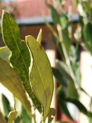 Plerochila australis