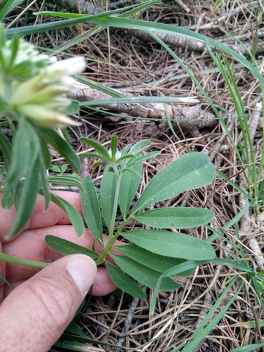 Anthyllis vulneraria image