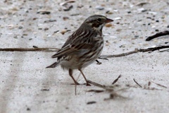 Passerculus sandwichensis princeps