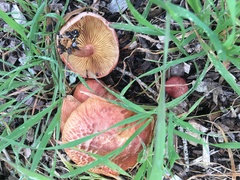 Gymnopilus thiersii