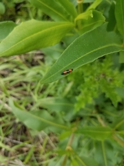 Languria trifasciata