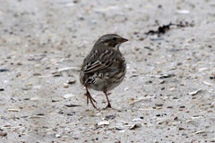 Passerculus sandwichensis princeps