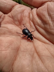 Calosoma luxatum