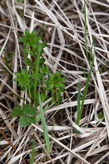Galium mollugo