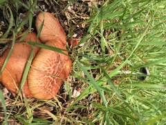 Gymnopilus thiersii