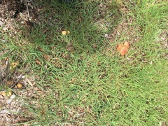 Gymnopilus thiersii