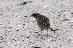 Passerculus sandwichensis princeps