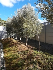 Plerochila australis