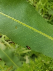 Languria trifasciata