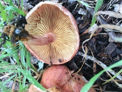 Gymnopilus thiersii