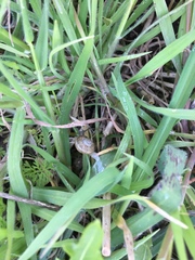 Gastropoda