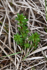 Galium mollugo