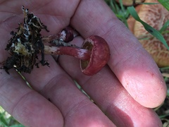 Gymnopilus thiersii