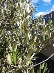 Plerochila australis