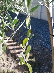 Plerochila australis