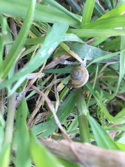 Gastropoda
