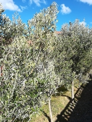 Plerochila australis