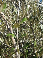 Plerochila australis