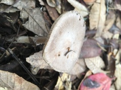 Amanita porphyria