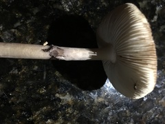 Amanita porphyria
