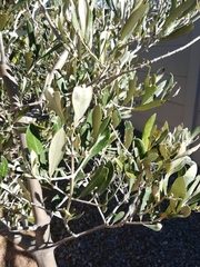 Plerochila australis