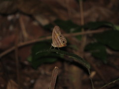 Magneuptychia harpyia