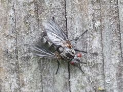 Triarthria setipennis