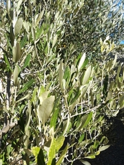 Plerochila australis