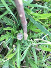 Gastropoda