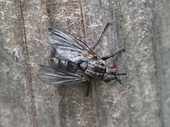 Triarthria setipennis
