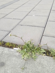 Capsella bursa-pastoris