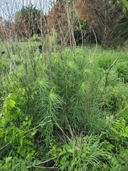 Helianthus salicifolius