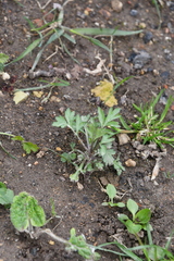 Artemisia vulgaris