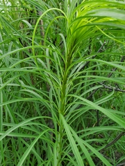 Helianthus salicifolius