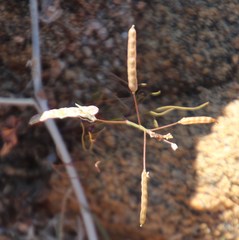 Heliophila variabilis