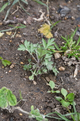 Artemisia vulgaris