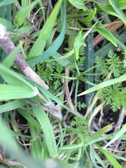 Gastropoda