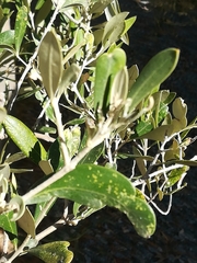 Plerochila australis