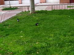 Pica pica